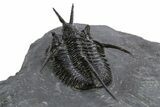 Devil Horned Cyphaspis Walteri Trilobite - Mrakib, Morocco #312265-3